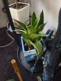 PLANTS Dracaena trifasciata 'Hahnii