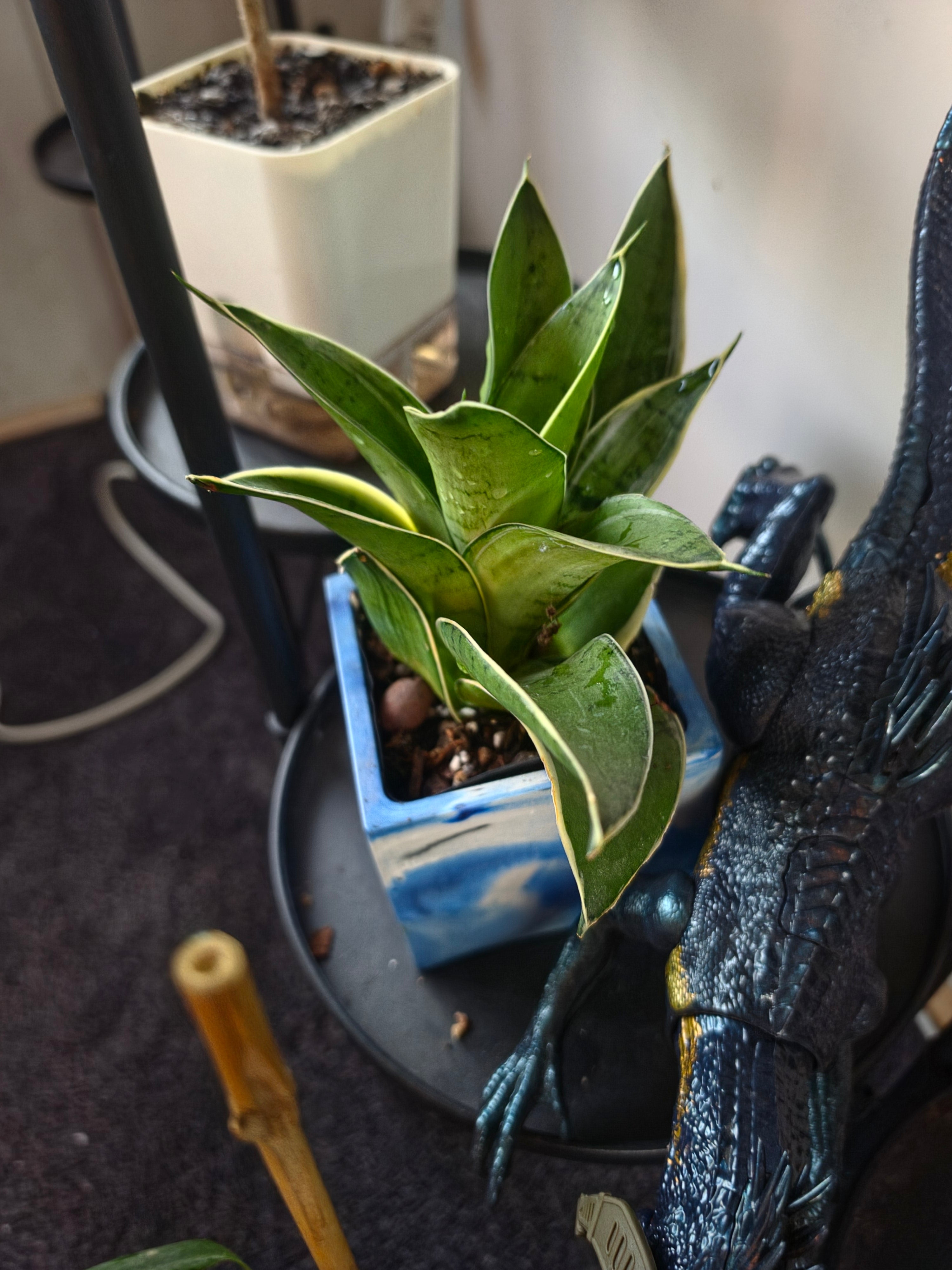 PLANTS Dracaena trifasciata 'Hahnii