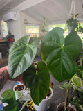 🧬PLANTS Anthurium Magnificum comes in planter