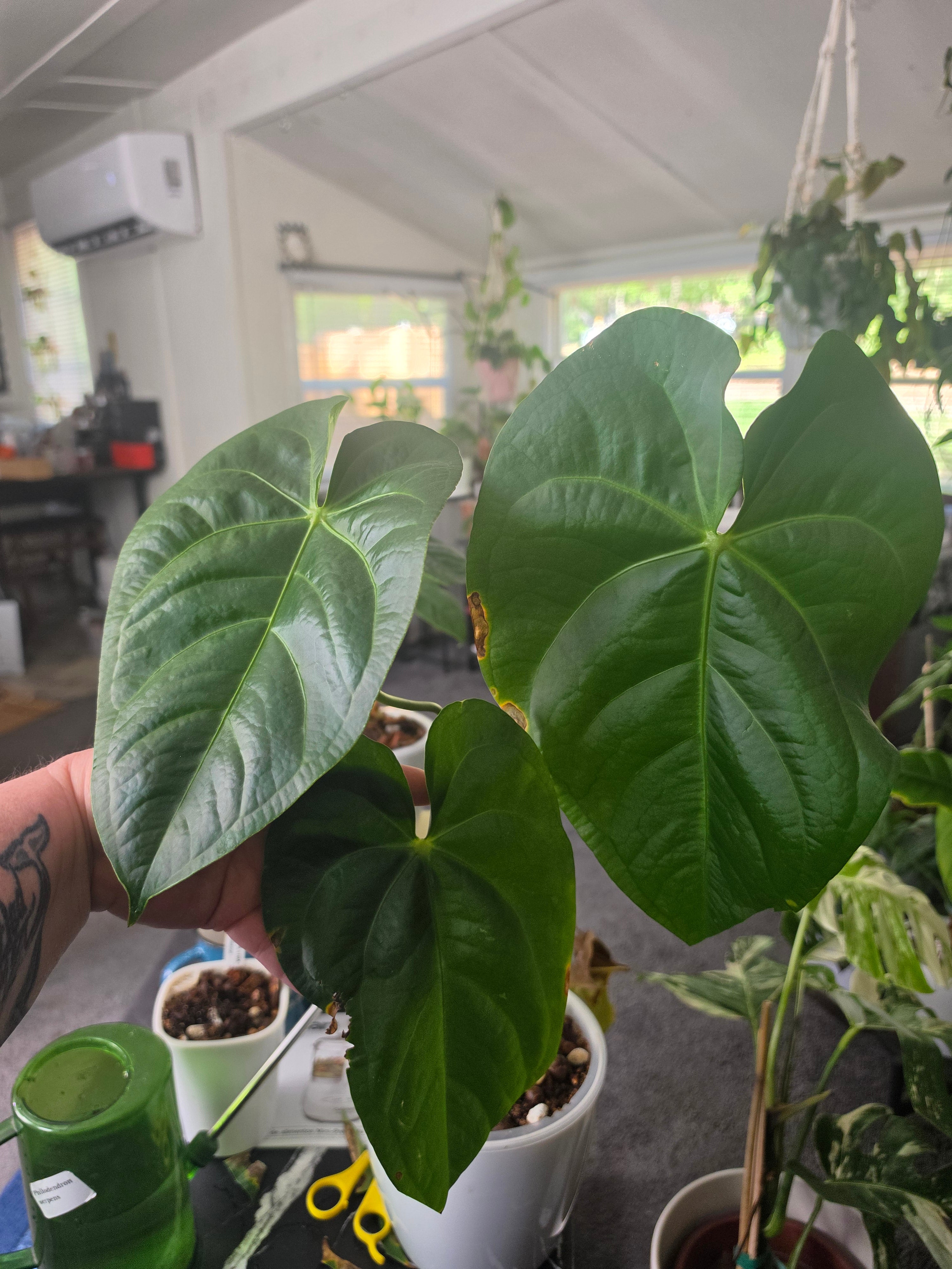 🧬PLANTS Anthurium Magnificum comes in planter